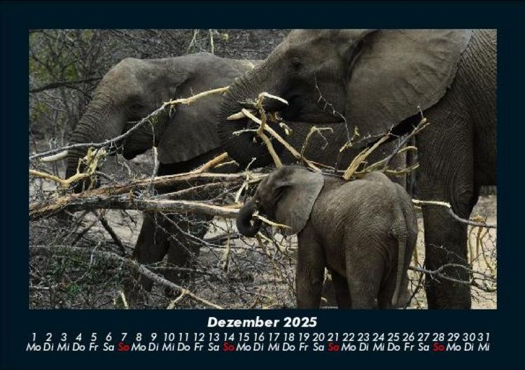 Produktbild: Der Elefantenkalender 2025 Fotokalender DIN A5