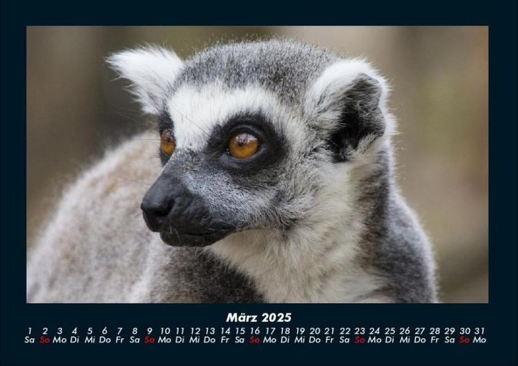 Produktbild: Welt der Tiere 2025 Fotokalender DIN A4