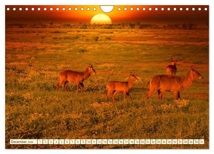Produktbild: Fantastic Kenya (Wall Calendar 2026 DIN A4 landscape), CALVENDO 12 Month Wall Calendar