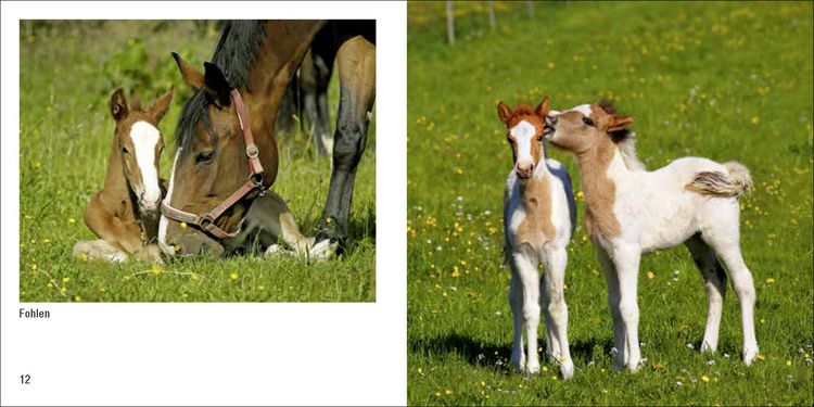 Produktbild: Tierbabys &ndash; Book To Go