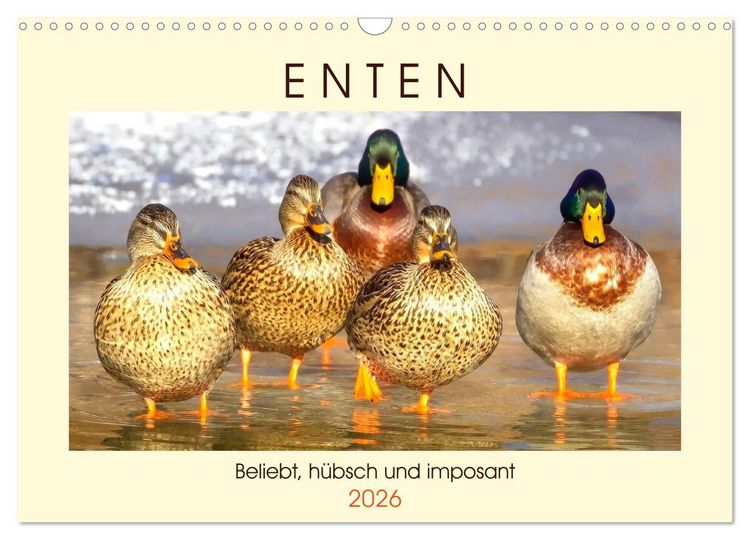 Produktbild: Enten. Beliebt, h&uuml;bsch und imposant (Wandkalender 2026 DIN A3 quer), CALVENDO Monatskalender