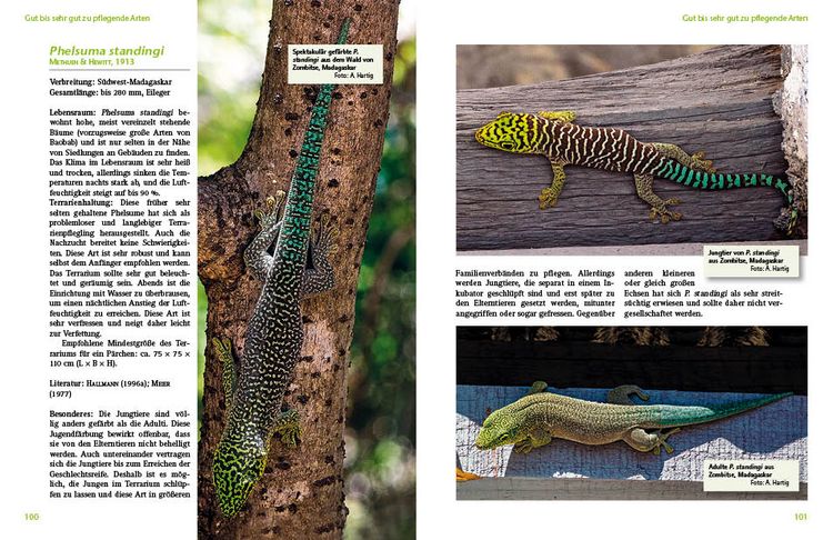 Produktbild: Taggeckos der Gattung Phelsuma