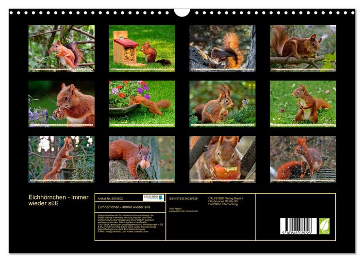 Produktbild: Eichh&ouml;rnchen - immer wieder s&uuml;&szlig; (Wandkalender 2026 DIN A3 quer), CALVENDO Monatskalender