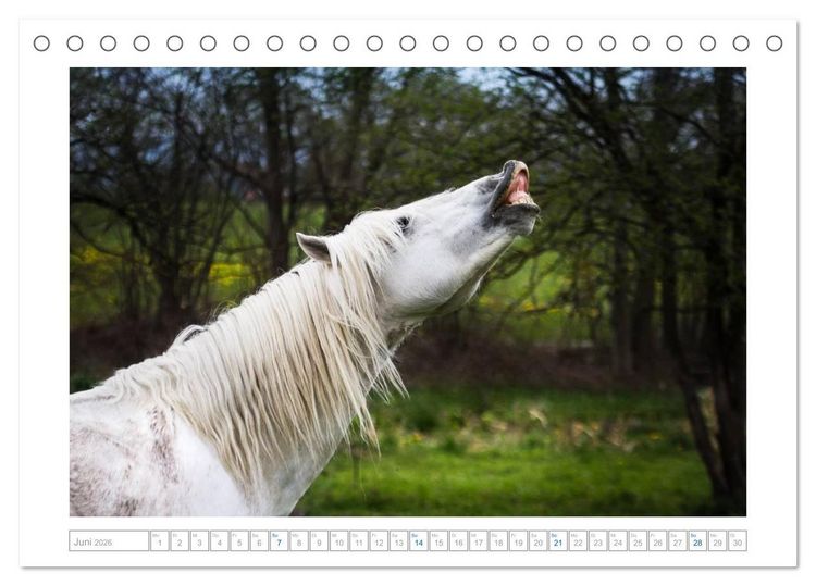 Produktbild: Wei&szlig;e Pferde der Camargue in Bayern (Tischkalender 2026 DIN A5 quer), CALVENDO Monatskalender