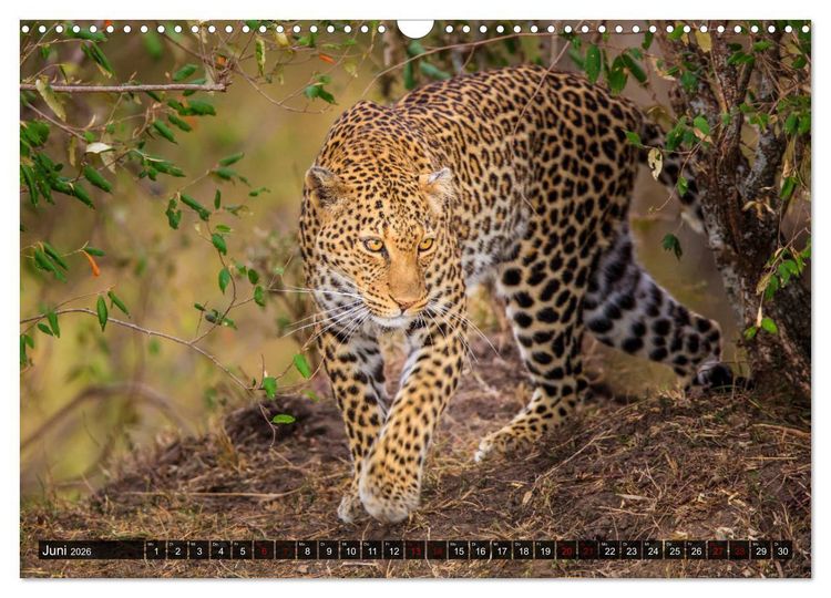 Produktbild: Auf Safari in Kenia 2026 (Wandkalender 2026 DIN A3 quer), CALVENDO Monatskalender