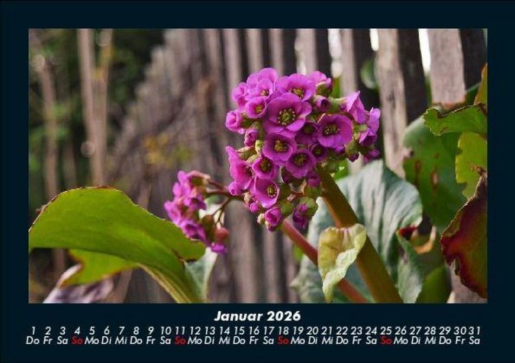 Produktbild: Blumentr&auml;ume 2026 Fotokalender DIN A5
