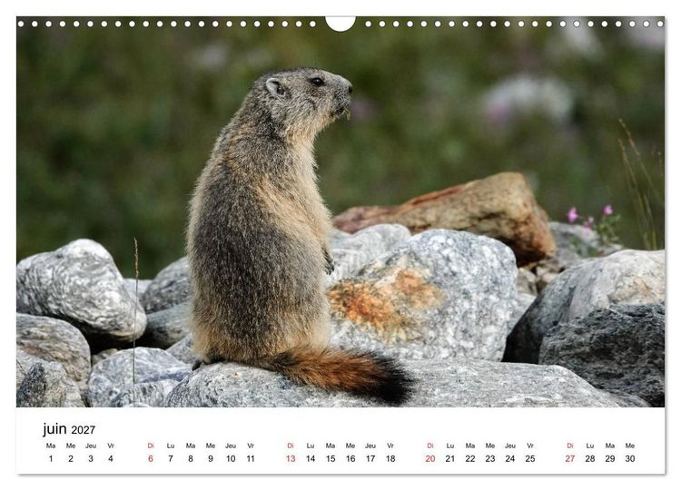 Produktbild: Le monde des marmottes en Haute Maurienne (Calendrier mural 2027 DIN A3 vertical), CALVENDO calendrier mensuel