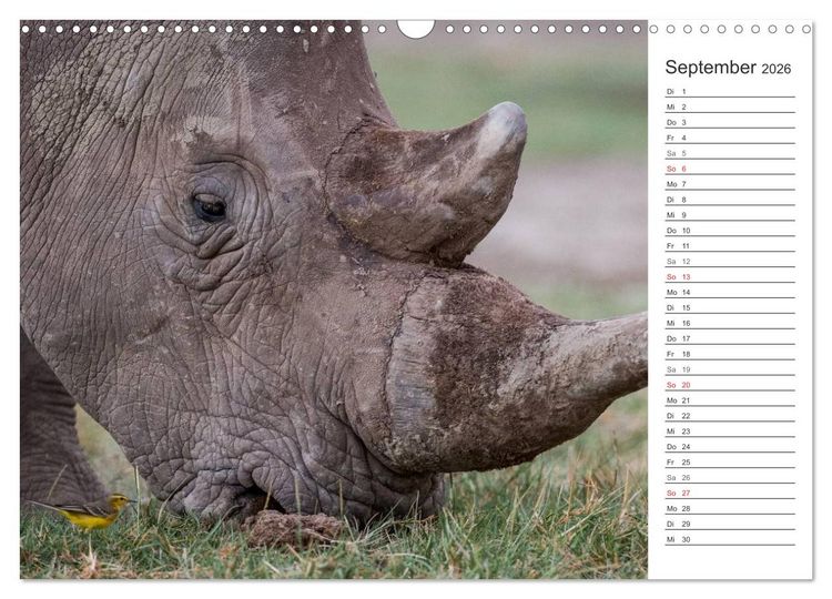 Produktbild: Emotionale Momente: Nash&ouml;rner (Wandkalender 2026 DIN A3 quer), CALVENDO Monatskalender