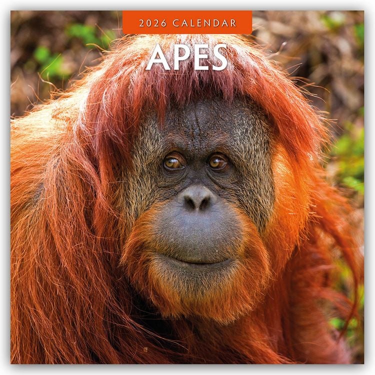Produktbild: Apes – Affen 2026 – 16-Monatskalender