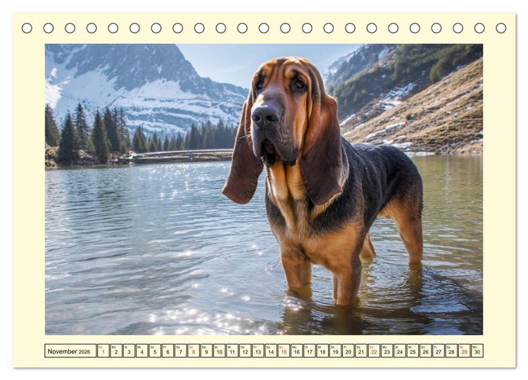 Produktbild: Bloodhound Momente. Zielstrebige Schn&uuml;ffler mit treuer Seele (Tischkalender 2026 DIN A5 quer), CALVENDO Monatskalender