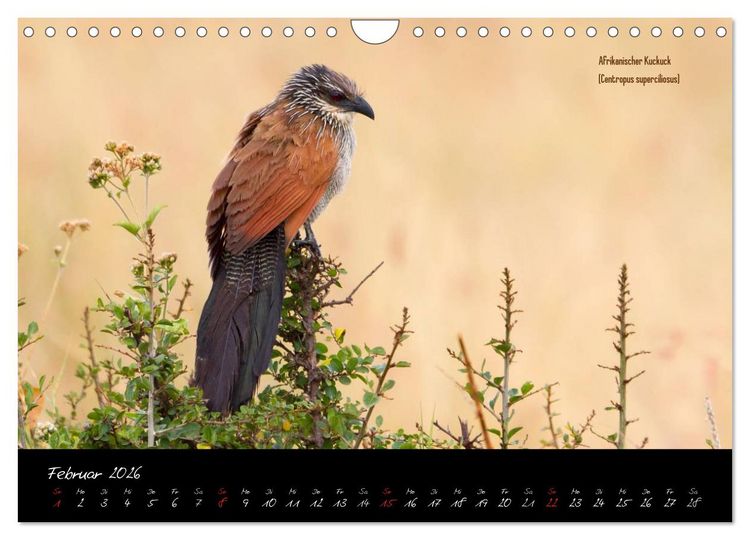Produktbild: Faszination Afrika - wilde Tiere der Masai Mara - Kenia (Wandkalender 2026 DIN A4 quer), CALVENDO Monatskalender