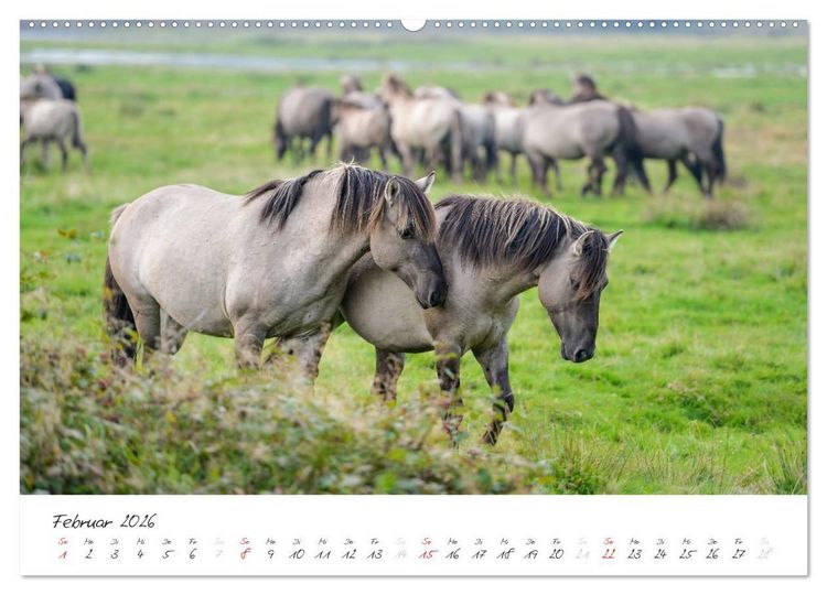 Produktbild: Geltinger Birk (Wandkalender 2026 DIN A2 quer), CALVENDO Monatskalender