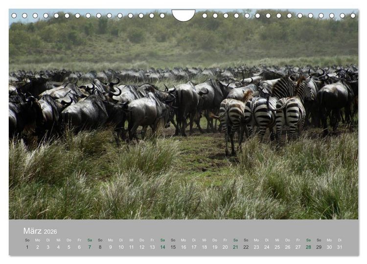 Produktbild: Safari Impressionen / Kenia (Wandkalender 2026 DIN A4 quer), CALVENDO Monatskalender