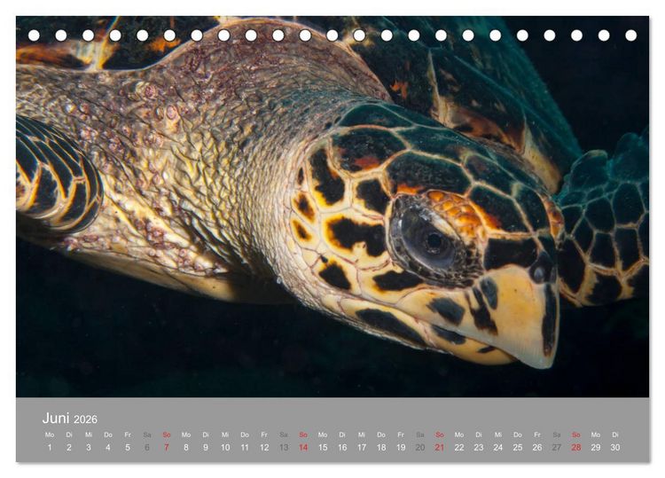 Produktbild: Meeresschildkr&ouml;ten der Karibik (Tischkalender 2026 DIN A5 quer), CALVENDO Monatskalender