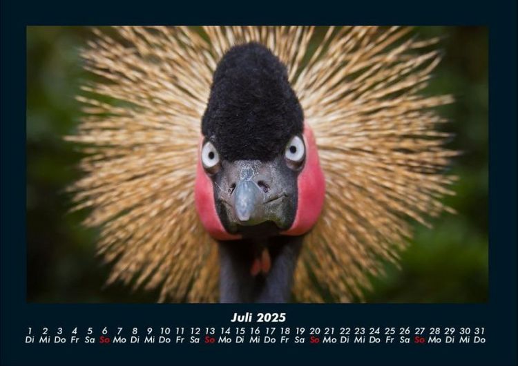 Produktbild: Welt der V&ouml;gel 2025 Fotokalender DIN A4