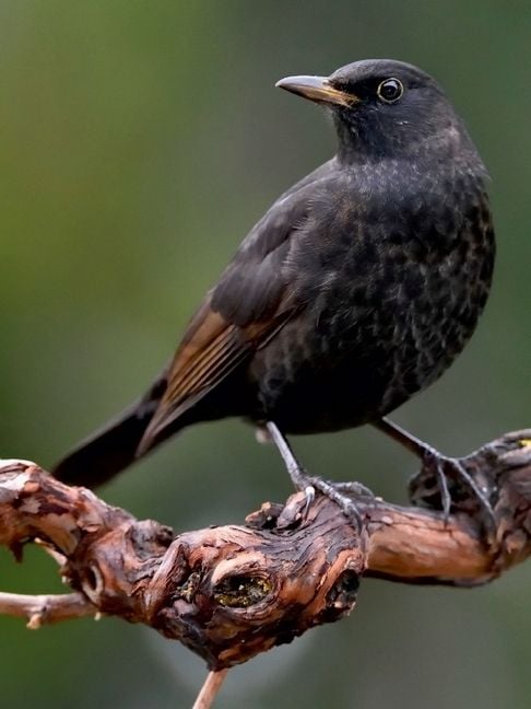 Produktbild: Amsel (Puzzle)