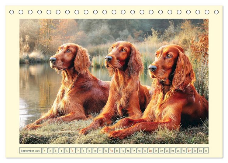 Produktbild: Irish Red Setter. Wo noble Eleganz auf Tatendrang trifft (Tischkalender 2026 DIN A5 quer), CALVENDO Monatskalender