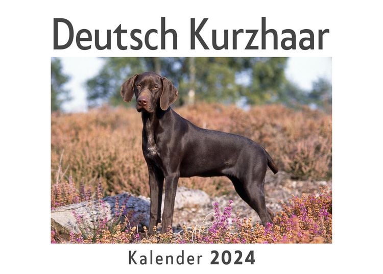 Produktbild: Deutsch Kurzhaar (Wandkalender 2024, Kalender DIN A4 quer, Monatskalender im Querformat mit Kalendarium, Das perfekte Geschenk)