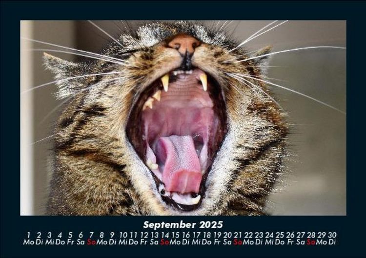 Produktbild: F&uuml;r Katzenfreunde 2025 Fotokalender DIN A5