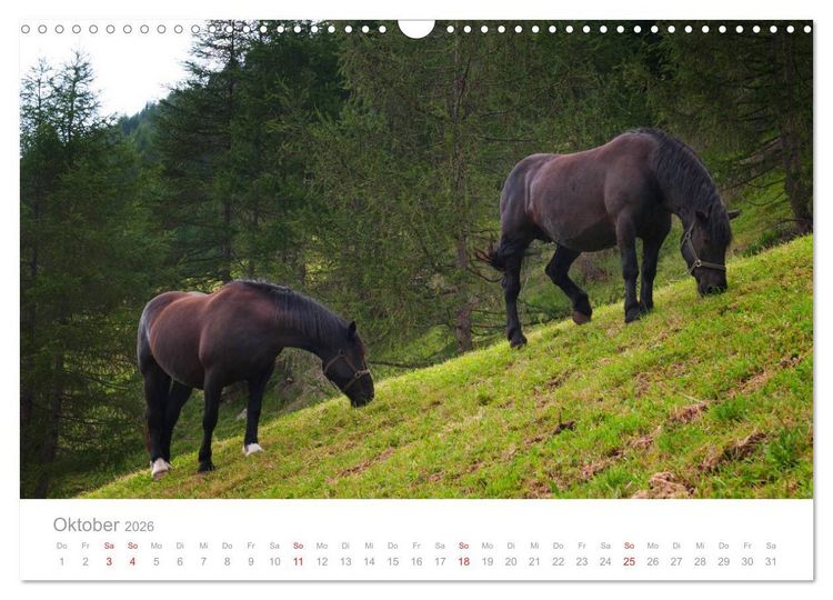 Produktbild: Pferde - Hobby und Leidenschaft (Wandkalender 2026 DIN A3 quer), CALVENDO Monatskalender