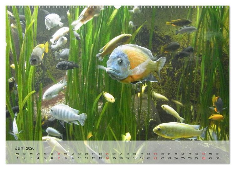 Produktbild: Knallbunte Wasserwelt. Die Welt der Fische (hochwertiger Premium Wandkalender 2026 DIN A2 quer), Kunstdruck in Hochglanz