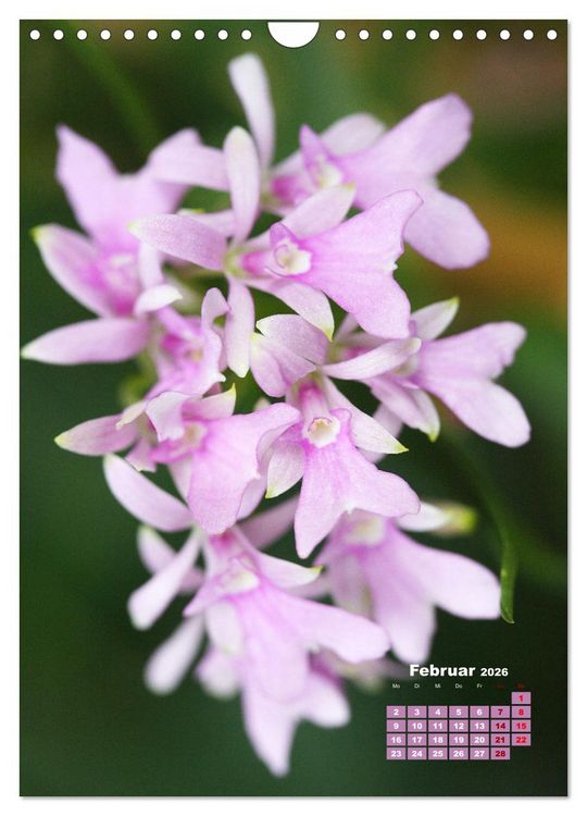 Produktbild: Traumhafte Orchideen (Wandkalender 2026 DIN A4 hoch), CALVENDO Monatskalender