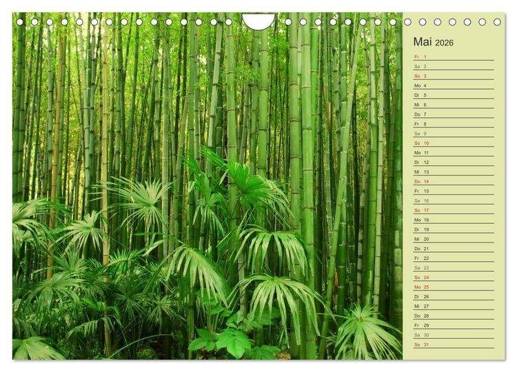 Produktbild: BAMBUS (Wandkalender 2026 DIN A4 quer), CALVENDO Monatskalender