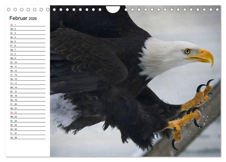 Produktbild: Wei&szlig;kopfseeadler. Symbol der Freiheit (Wandkalender 2026 DIN A4 quer), CALVENDO Monatskalender