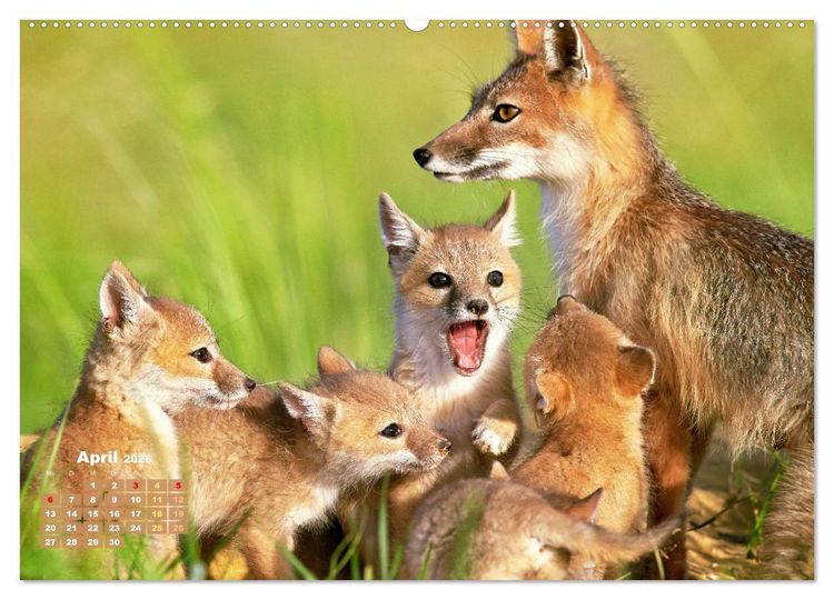 Produktbild: Der Fuchs: Kluger J&auml;ger (Wandkalender 2026 DIN A2 quer), CALVENDO Monatskalender