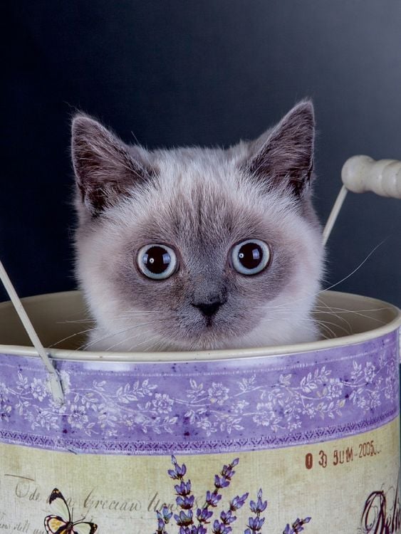 Produktbild: CALVENDO Puzzle Britisch Kurzhaar Katzen 1000 Teile Lege-Gr&ouml;&szlig;e 48 x 64 cm Foto-Puzzle Bild von Gabriela Wejat-Zaretzke