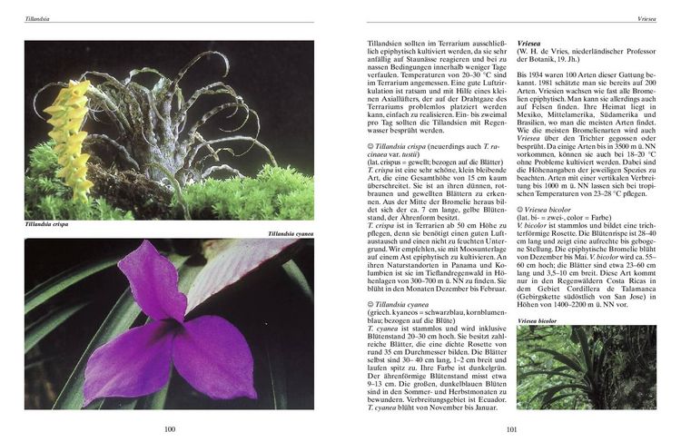 Produktbild: Bromelien, Orchideen und Farne im Tropenterrarium