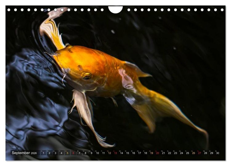 Produktbild: Nishikigoi &ndash; Koikarpfen in ihrer Welt (Wandkalender 2026 DIN A4 quer), CALVENDO Monatskalender