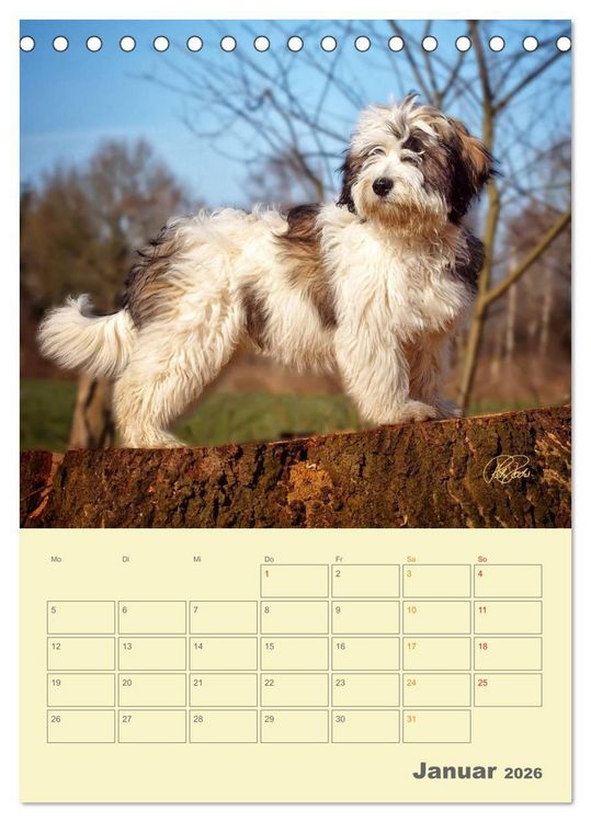 Produktbild: PON-Welpen - jeder Tag ein gro&szlig;es Abenteuer / Planer (Tischkalender 2026 DIN A5 hoch), CALVENDO Monatskalender