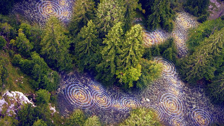 Produktbild: Terra X - Unsere W&auml;lder