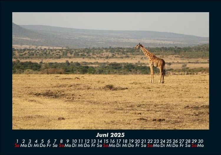 Produktbild: Tiere in der Wildnis 2025 Fotokalender DIN A5