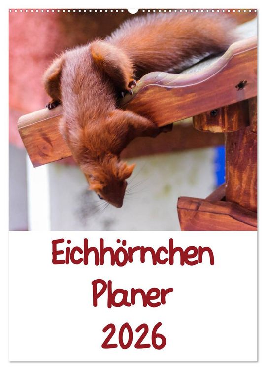 Produktbild: Eichh&ouml;rnchen Planer 2026 (Wandkalender 2026 DIN A2 hoch), CALVENDO Monatskalender