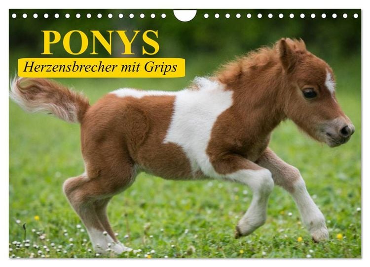 Produktbild: Ponys. Herzensbrecher mit Grips (Wandkalender 2026 DIN A4 quer), CALVENDO Monatskalender