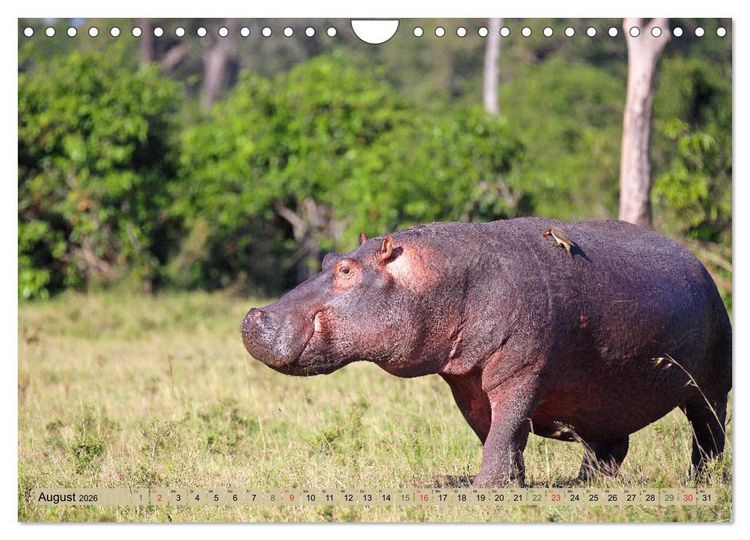 Produktbild: Hippos - Begegnungen in Afrika (Wandkalender 2026 DIN A4 quer), CALVENDO Monatskalender