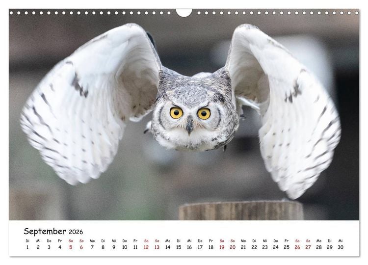 Produktbild: Eulen 2026 (Wandkalender 2026 DIN A3 quer), CALVENDO Monatskalender