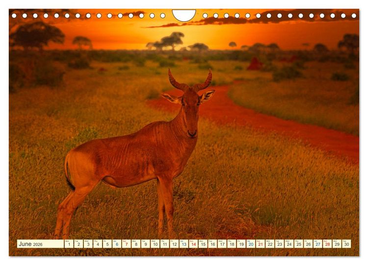 Produktbild: Fantastic Kenya (Wall Calendar 2026 DIN A4 landscape), CALVENDO 12 Month Wall Calendar