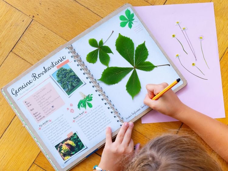 Produktbild: Naturforscher-Kids &ndash; Bl&uuml;ten und Bl&auml;tter entdecken und sammeln