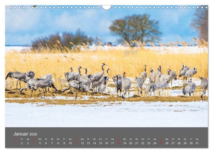 Produktbild: Sch&ouml;nes Meck-Pomm (Wandkalender 2026 DIN A3 quer), CALVENDO Monatskalender