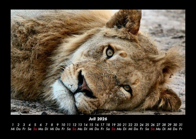Produktbild: L&ouml;wen in der Wildnis 2026 Fotokalender DIN A3