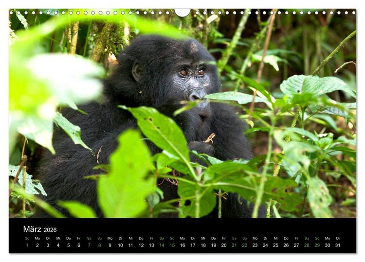 Produktbild: Ugandas friedliche Berggorillas (Wandkalender 2026 DIN A3 quer), CALVENDO Monatskalender