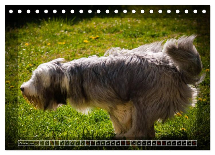 Produktbild: Bearded Collie, mein Freund (Tischkalender 2026 DIN A5 quer), CALVENDO Monatskalender