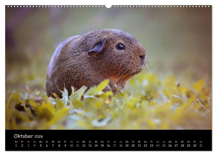 Produktbild: Meerschweinchen - Kleine s&uuml;&szlig;e Fellnasen (Wandkalender 2026 DIN A2 quer), CALVENDO Monatskalender