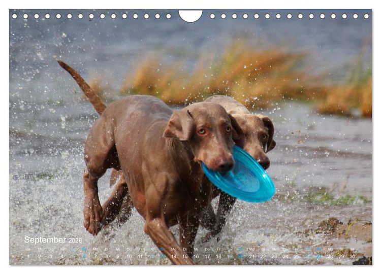 Produktbild: SPLASH - Hunde im Wasser (Wandkalender 2026 DIN A4 quer), CALVENDO Monatskalender