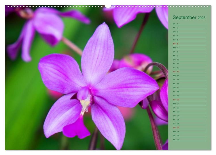 Produktbild: Farbzauber Natur Orchideen - CH Version (Wandkalender 2026 DIN A2 quer), CALVENDO Monatskalender