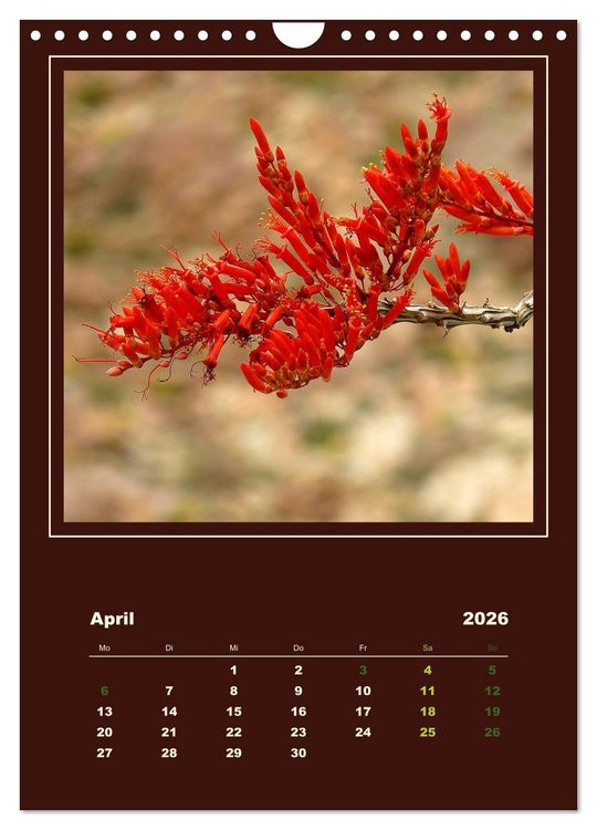 Produktbild: Wilde Kakteen Amerikas (Wandkalender 2026 DIN A4 hoch), CALVENDO Monatskalender