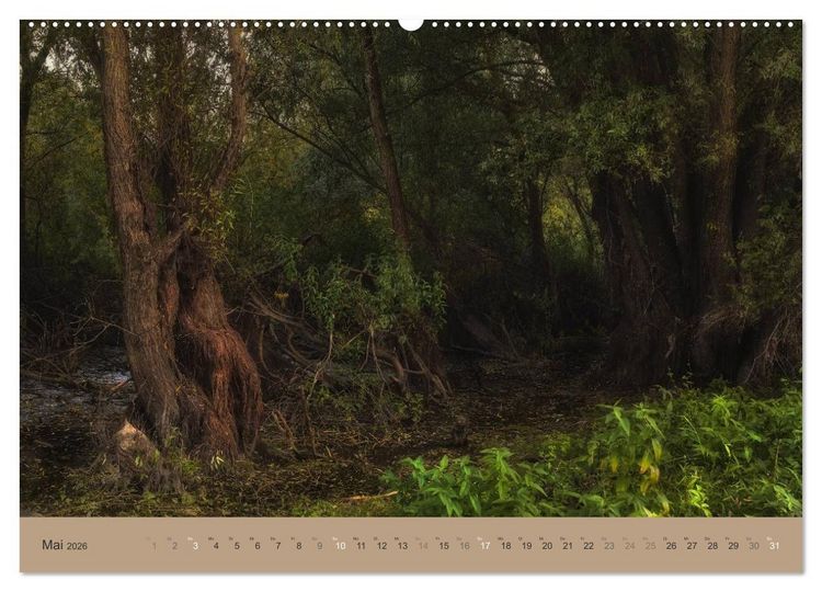 Produktbild: Unser Wald - Magische Sichten in norddeutsche W&auml;lder (Wandkalender 2026 DIN A2 quer), CALVENDO Monatskalender